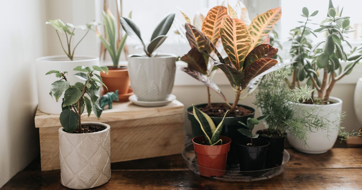Best Indoor Plants on Amazon 2022 The Strategist