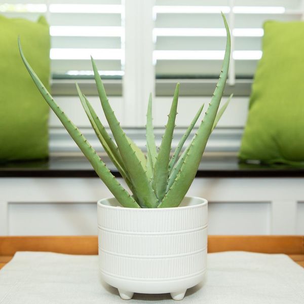 Flora Bunda 14 in. Artificial Aloe in 6 in. Barcode Footed Ceramic Pot