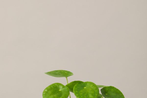 The Sill Pilea Peperomioides with Planter