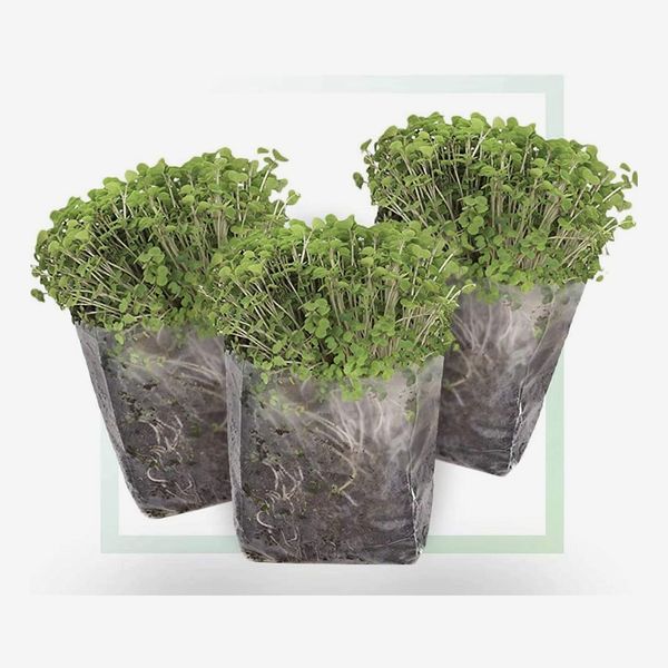 Window Garden Indoor Microgreens Seed Starter Growing Kit