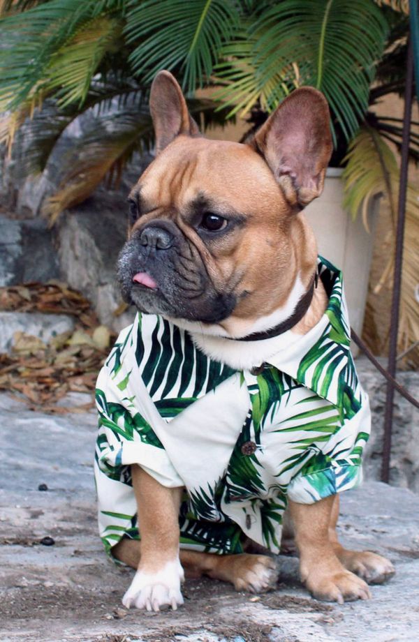 Dog Threads Havana Palms BBQ Dog Shirt