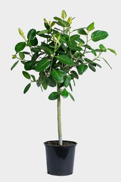 Ficus Audrey Tree