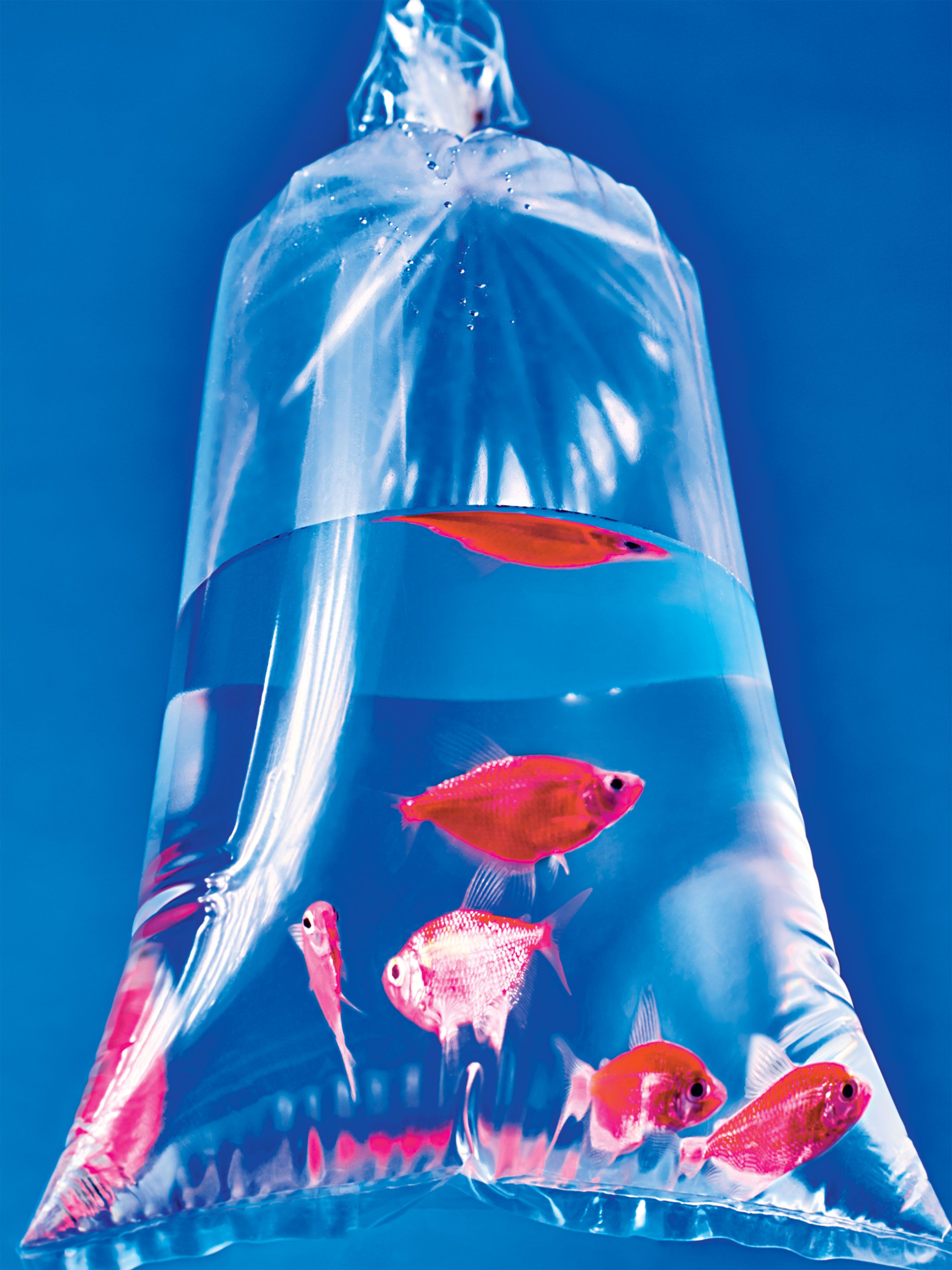 Vergoeding gans fluiten Everything You Need to Build Your Own '80s Aquarium | The Strategist