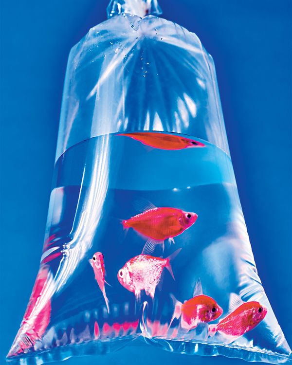 Tropical Fish Decor - Artificial Crystal - Blue - Orange - 4