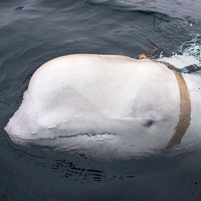 Beluga whale.