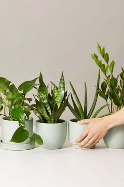 The Sill Plants for Beginners Monthly Subscription