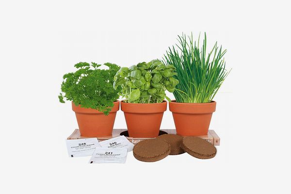TotalGreen Holland Kitchen Herb Trio Grow Kit (Basil, Parsley and Chives)