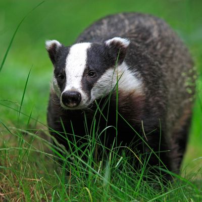 Life As a Badger Taught a Man About Being Human -- Science of Us