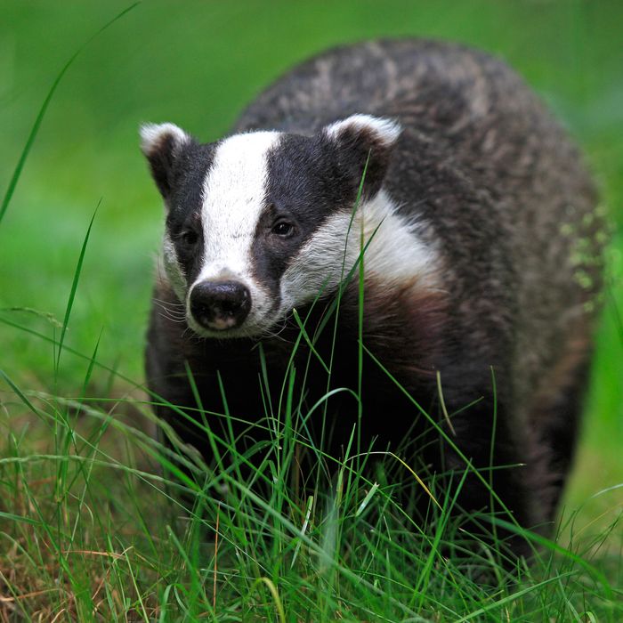 List 90+ Pictures What Is Badger In German Stunning