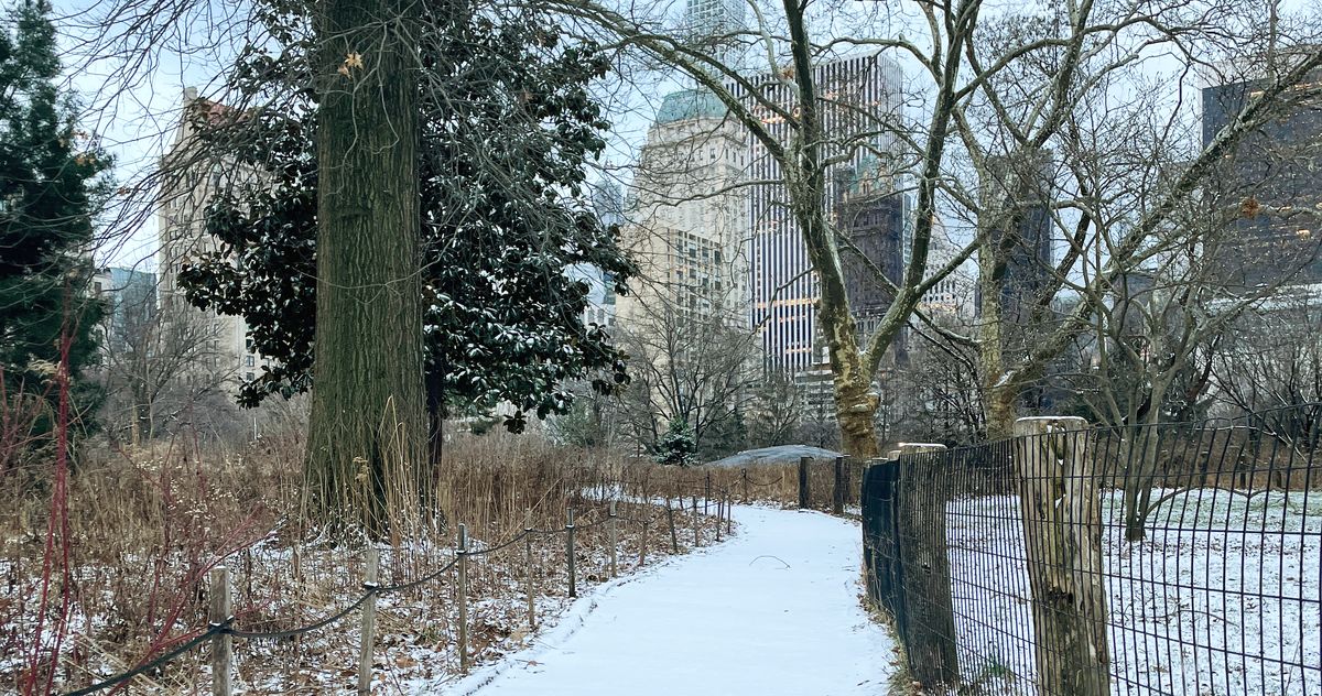 It Finally Snowed in New York City