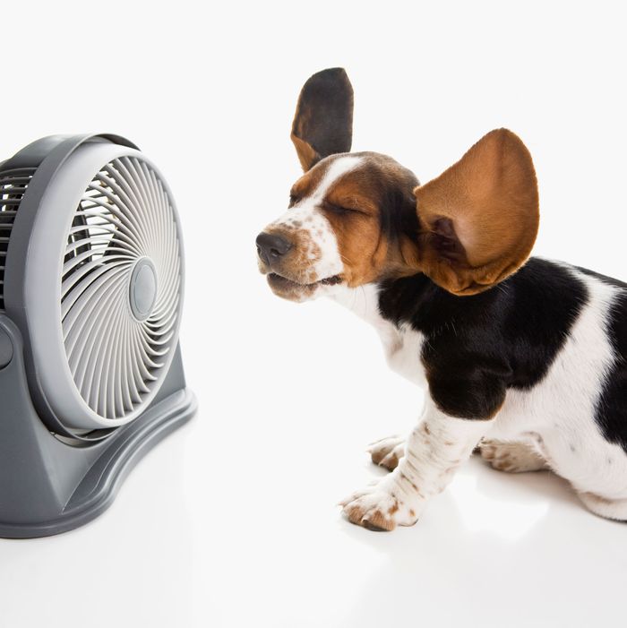 Do dogs need AC or fan?