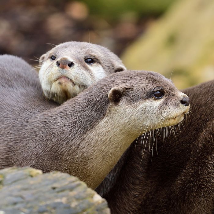 Asian short-clawed otters.
