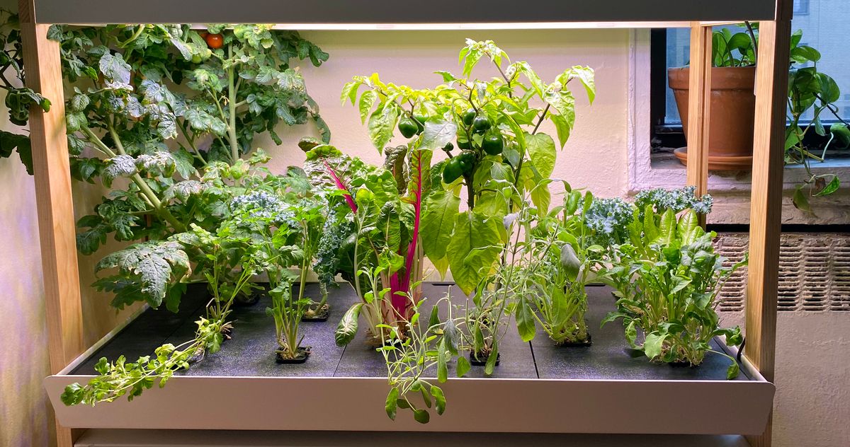 4 Best Indoor Smart Gardens 2021