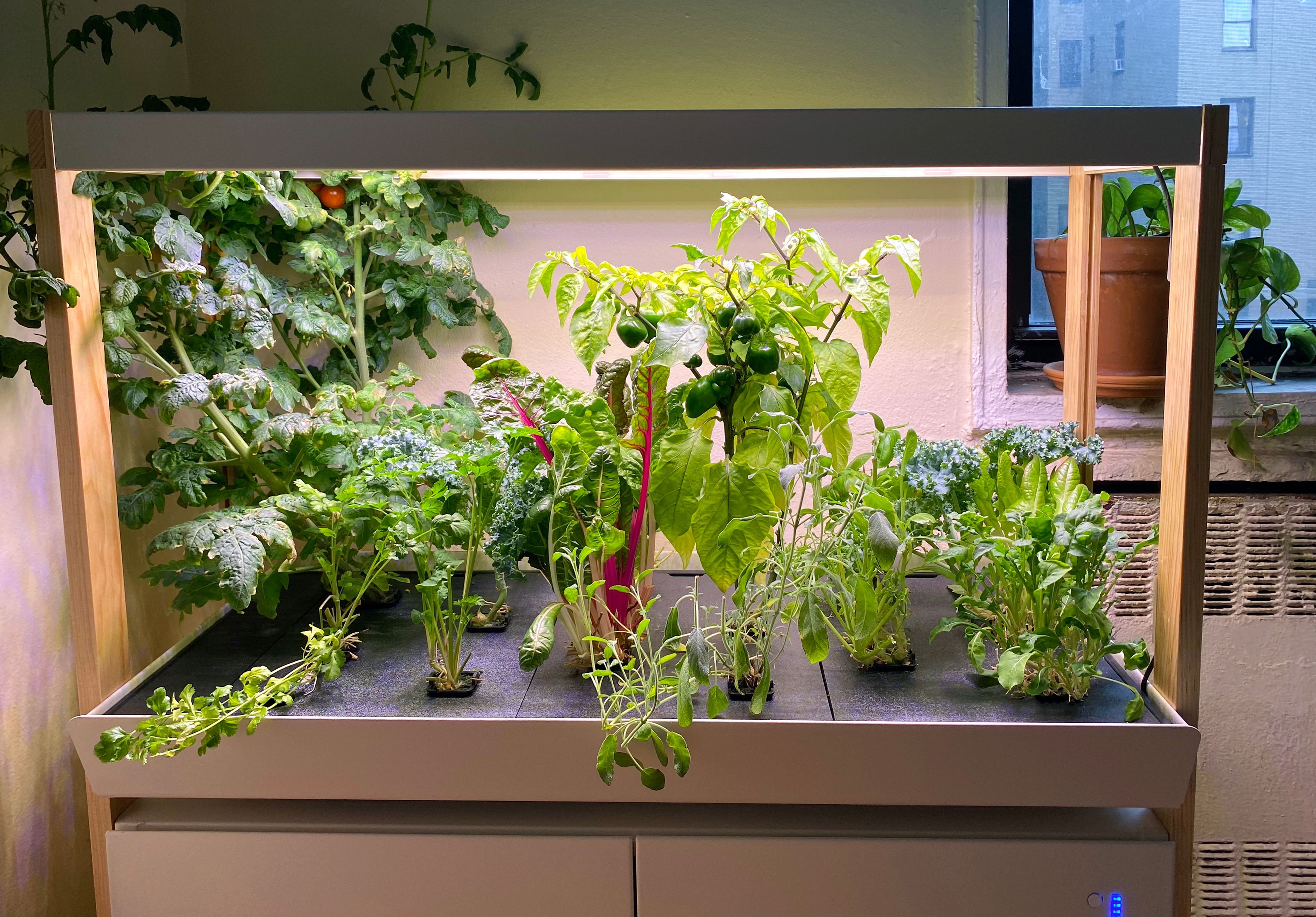 Grow plants without dirt in this Alexa-shaped, hydroponic planter