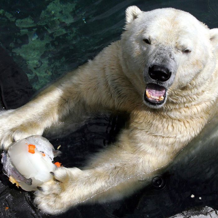 UNITED STATES - AUGUST 04: Gus the polar bear keeps cool with a frozen treat at the Central Park Zoo.