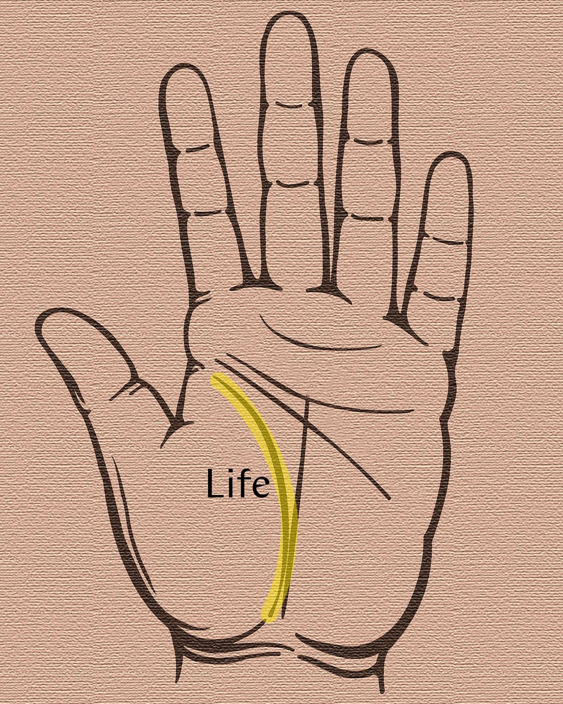 Palm Reading for Beginners: How to Read Palm Lines