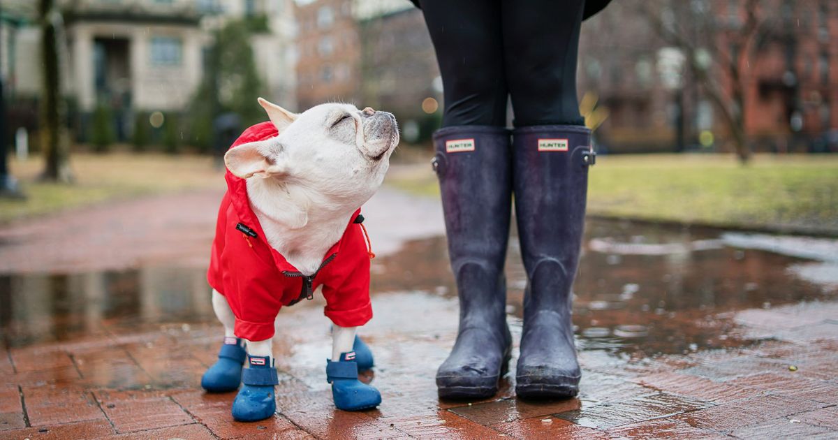 funny presents for dog lovers