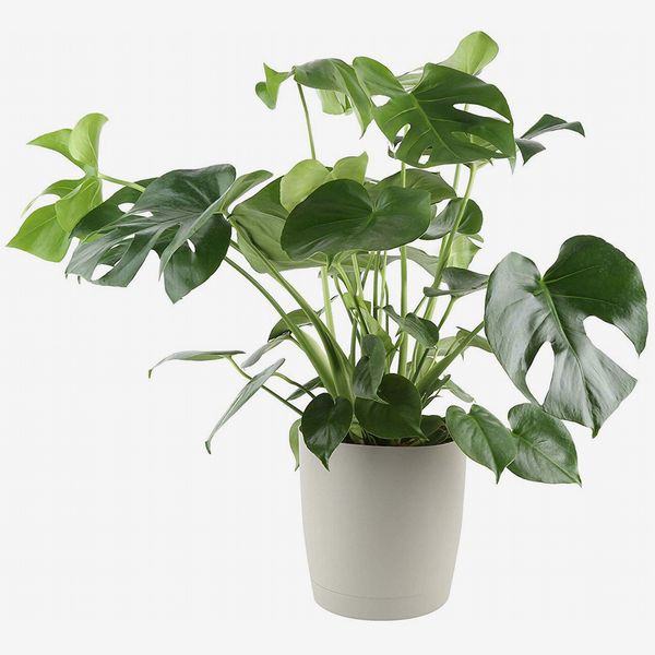 aubrytiana snake plant Sansevieria Aubrytniana Lauren – Plant Studio