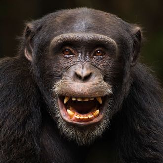 Western chimpanzee young male 'Peley' aged 12 years playing - portrait