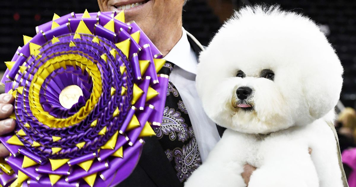 Westminster dog show cheap bichon frise