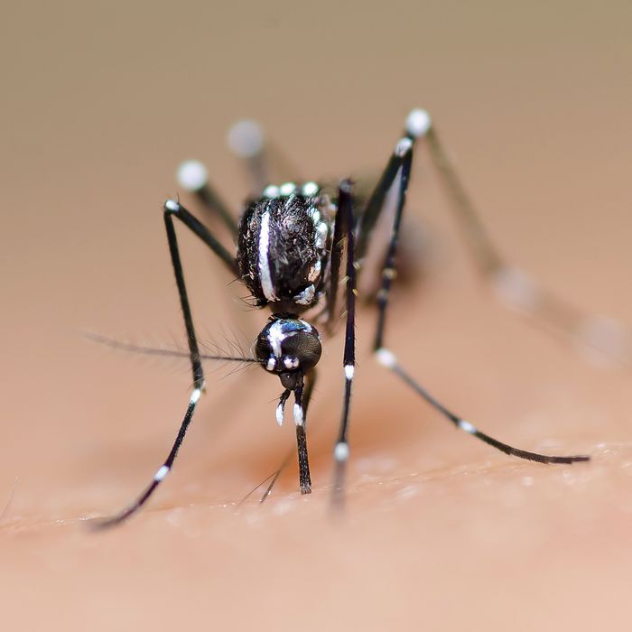 The Disease Spreading Asian Tiger Mosquito Is Here Science Of Us