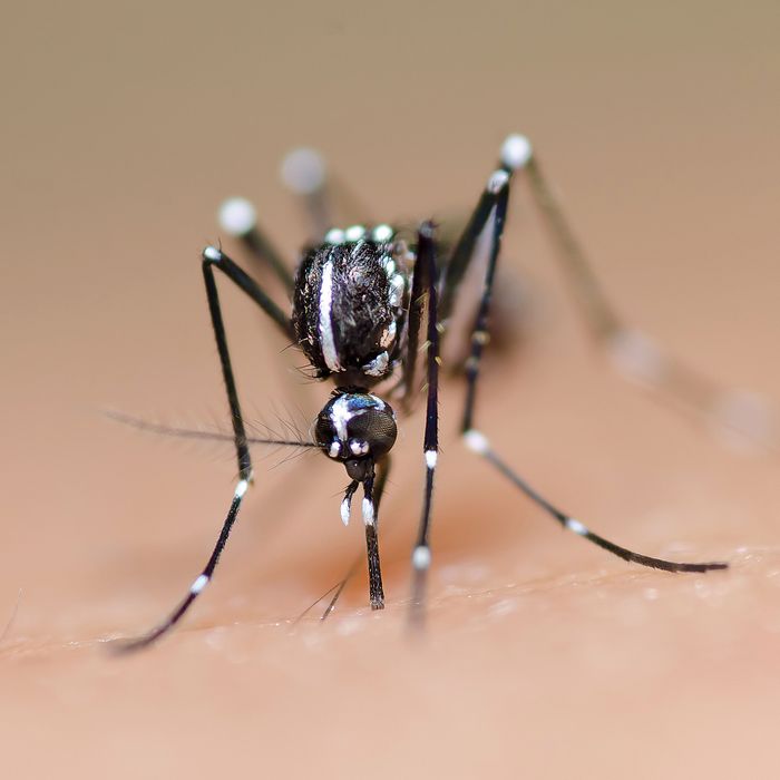 The Disease Spreading Asian Tiger Mosquito Is Here Science Of Us 