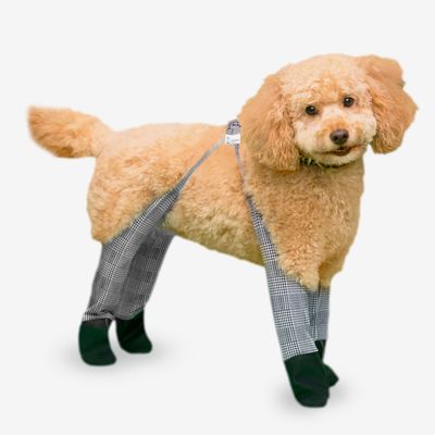 Are These Dog Leggings Supposed to Be Sexy?