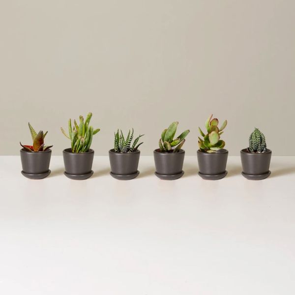 The Sill Potted Succulent Assortment