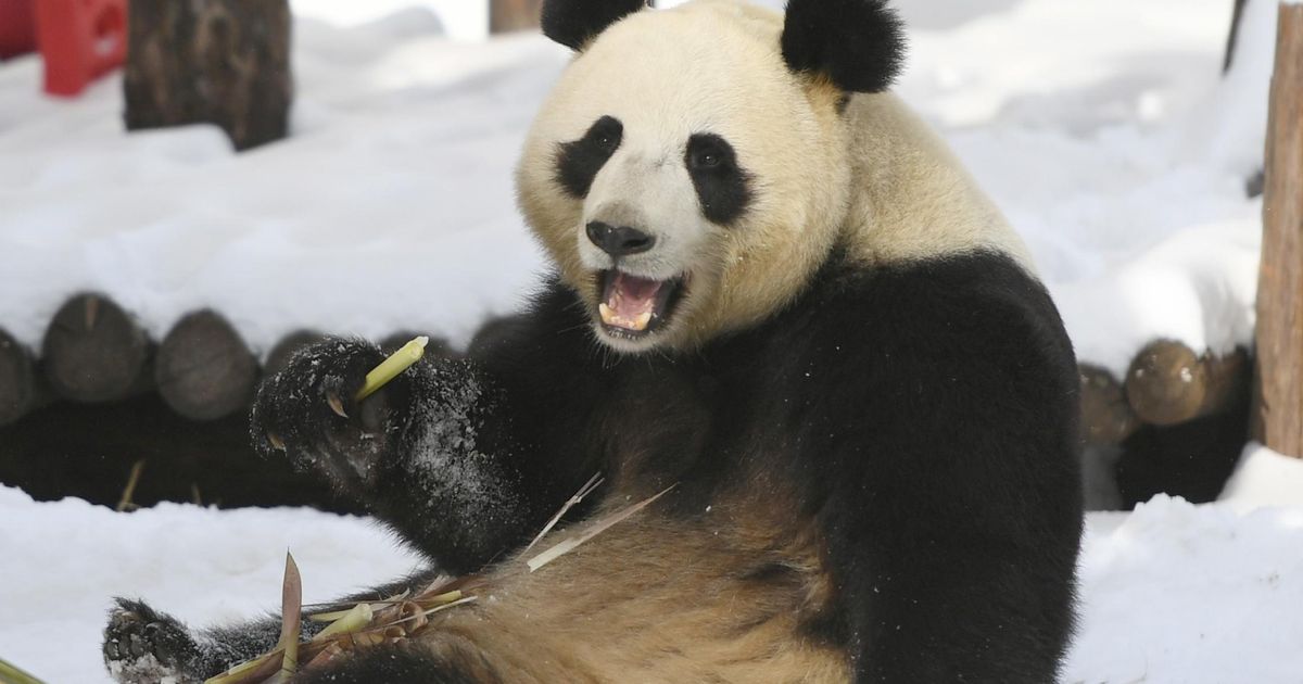 準備ができているかどうか監督はクマベースのホラーコメディのためにロードとミラーとチームを組んでいます
