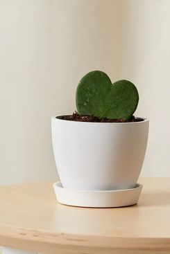 Bloomscape Hoya Heart