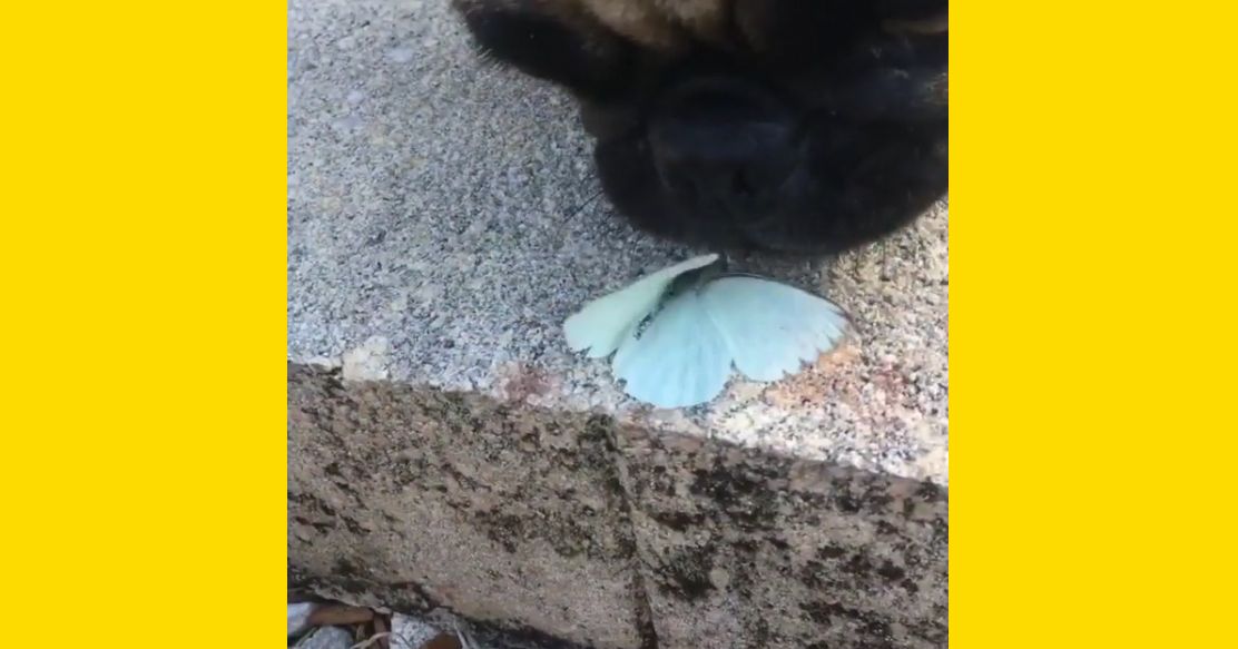 This Is Bentley the Butterfly Eating Dog