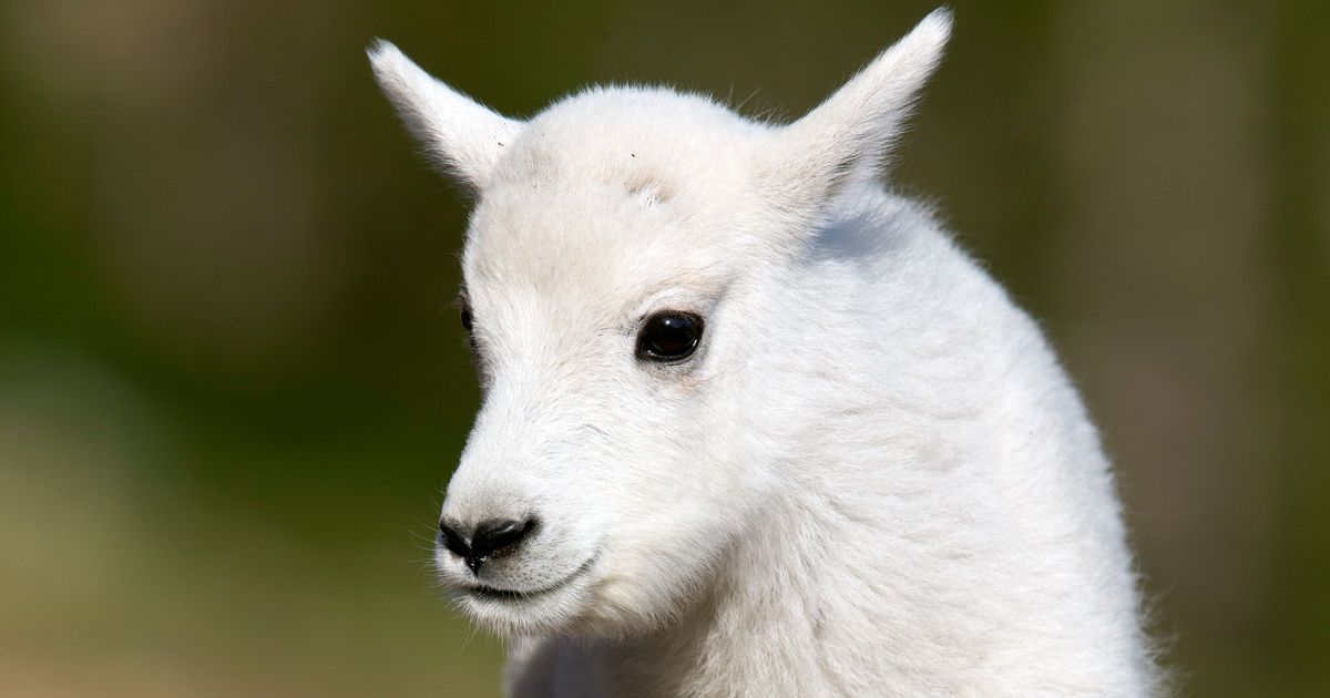 Baby Goat With Rare Condition in North Carolina Named Miracle