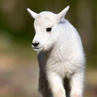 Mountain Goat (Oreamnos americanus) juvenile, Glacier National Park, Montana