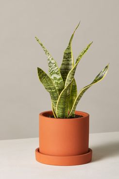 The Sill Snake Plant 'Laurentii'
