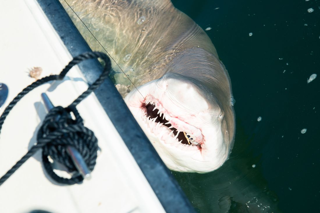 Bark in the Park Tampa, Look for The Shark in Tampa Saturday. Info:   By 98.7 The  Shark