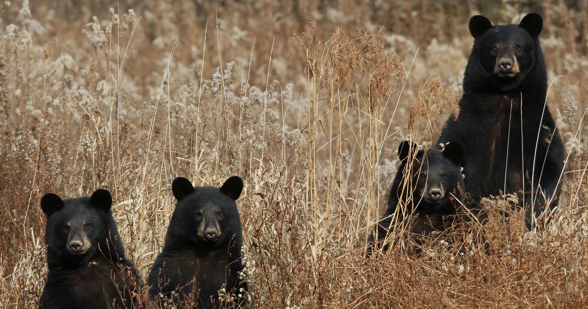 Bear - Dream Meaning and Symbolism