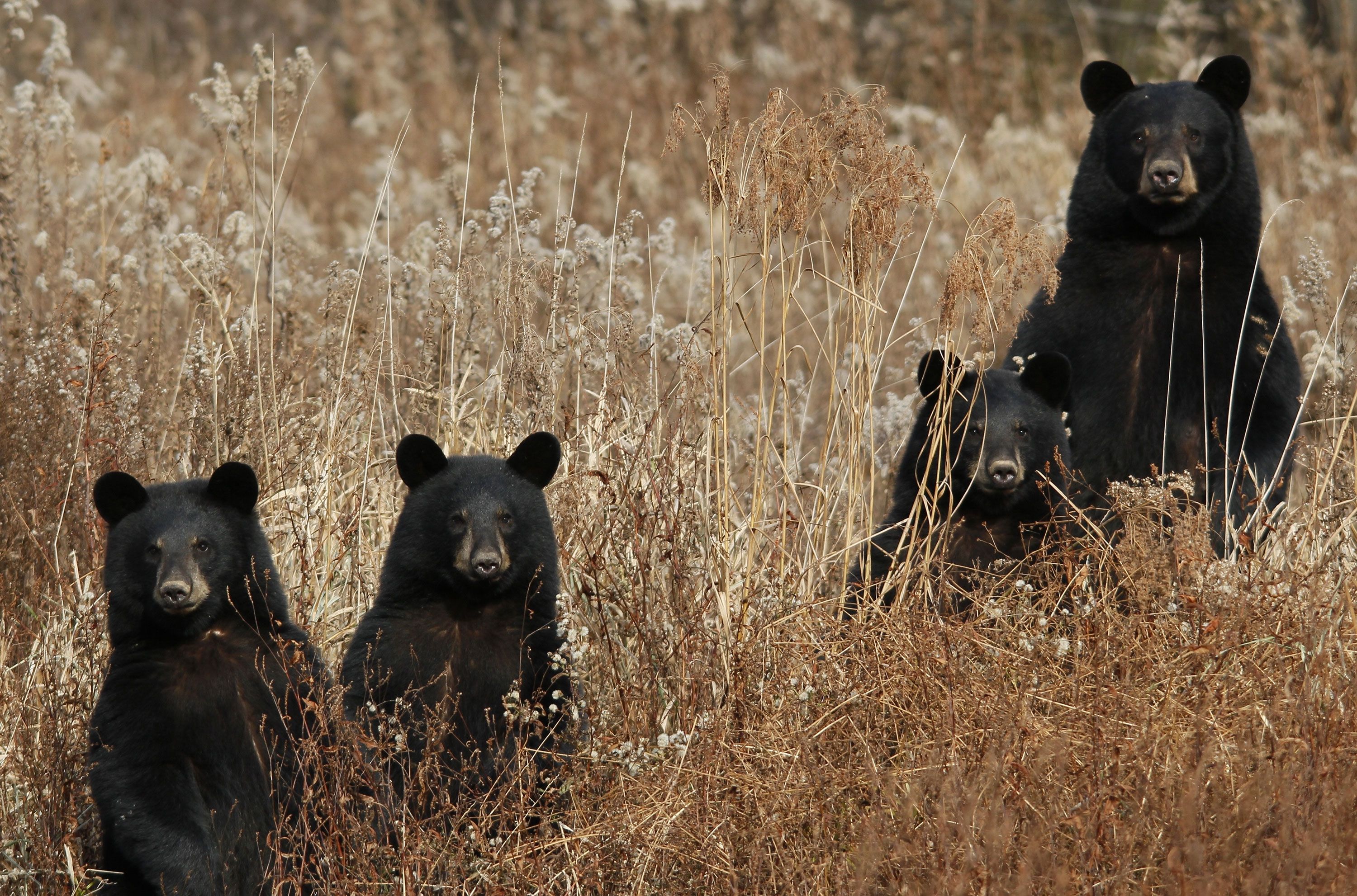 Seeing A Black Bear Spiritual Meaning & Symbolism: What Does A Bear  Symbolize Spiritually?