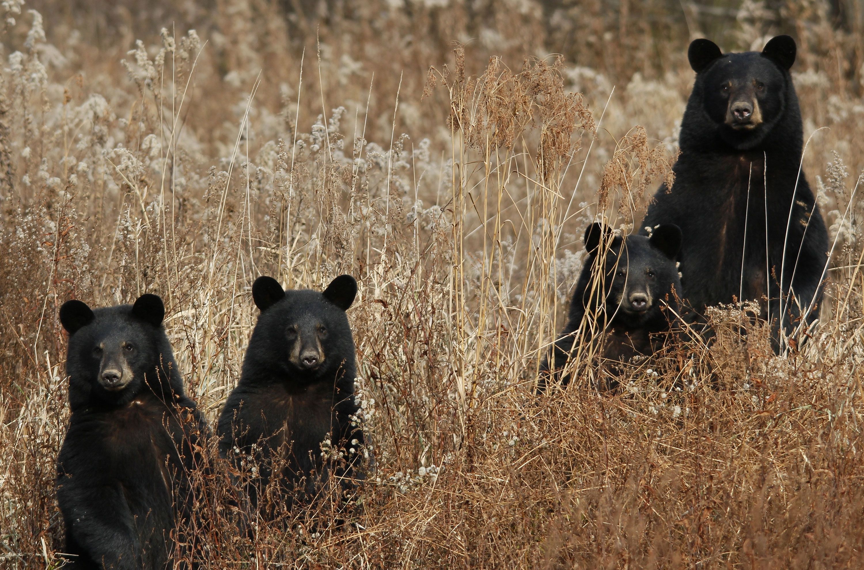 Bear takes the meaning of outdoor dining to the whole new level. Watch how