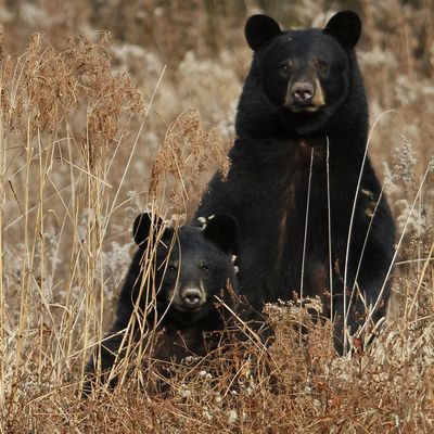 Black bear and 3 cubs