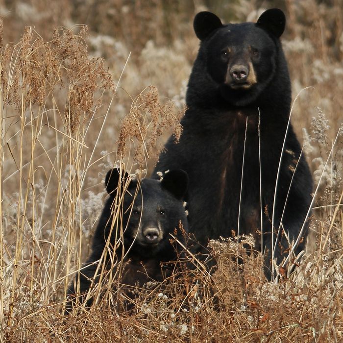 Black Bears win their first game in a dominating fashion – The