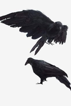 Realistic crows, set of 2