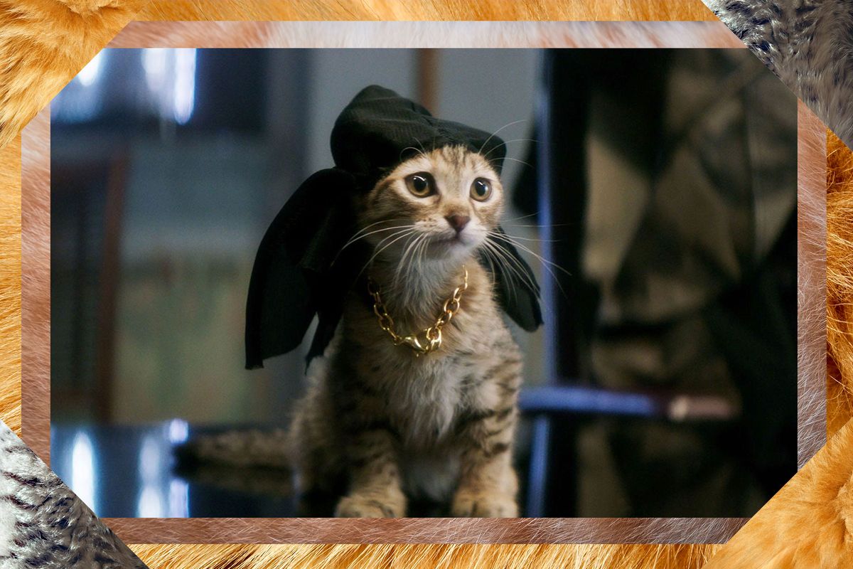 Famous Cat Performances In Movies Ranked