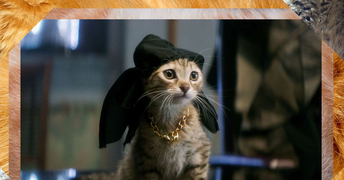 Famous Cat Performances in Movies, Ranked