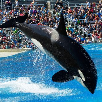 An orca whale jumps out of the water during the One Ocean show at SeaWorld San Diego.