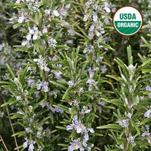 Rosemary 4 Inch Starter Plant