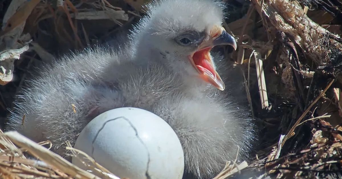 Pip Watch 2025: Jackie and Shadow’s Third Egg Is Hatching