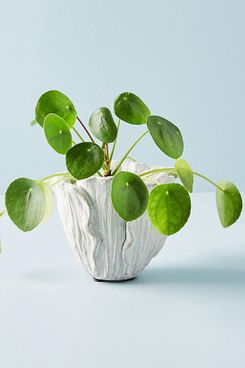 Cement Tulip Pot