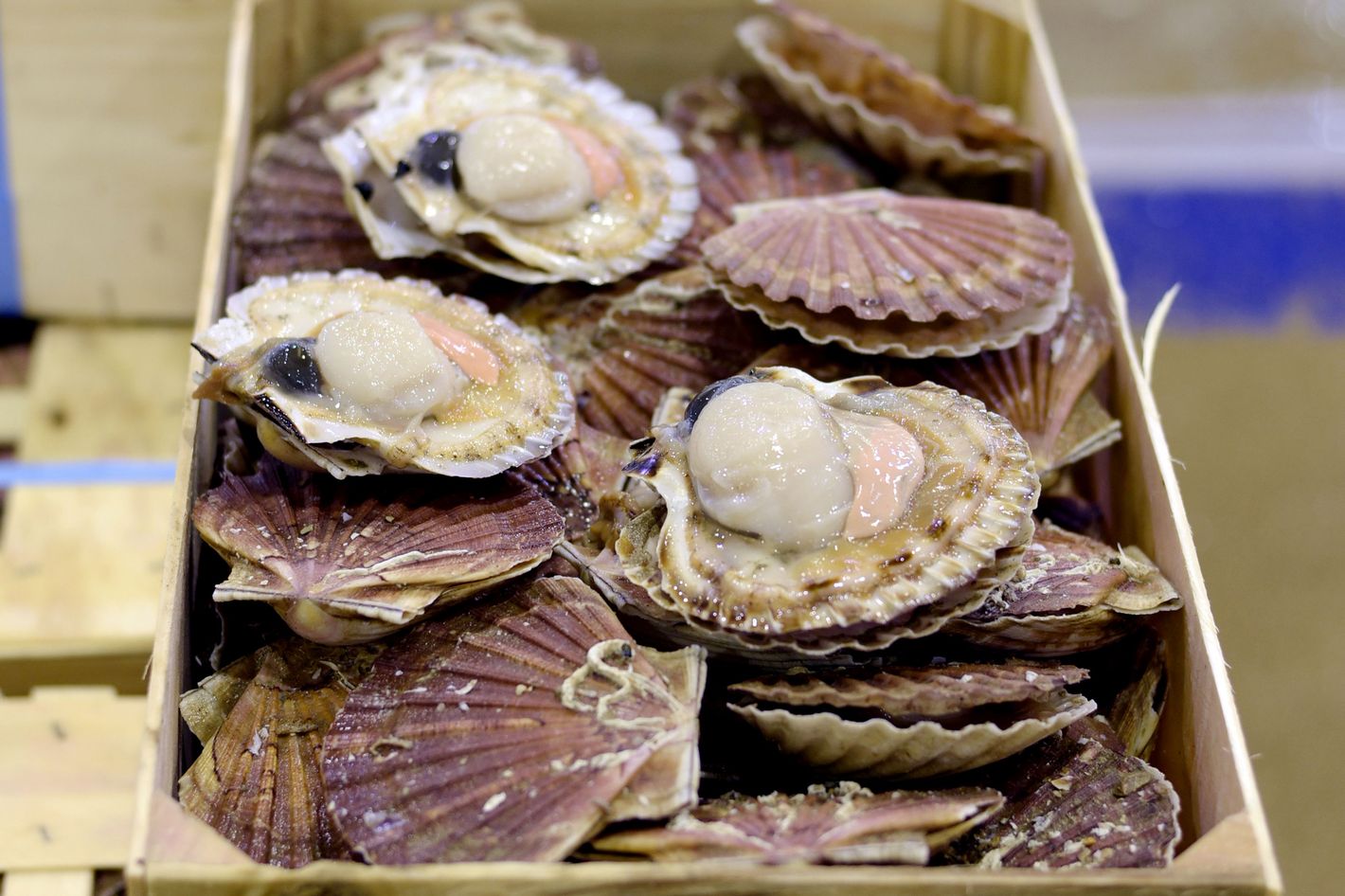 Fresh scallops near deals me