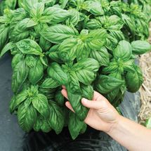 Prospera Compact Genovese Basil Seeds