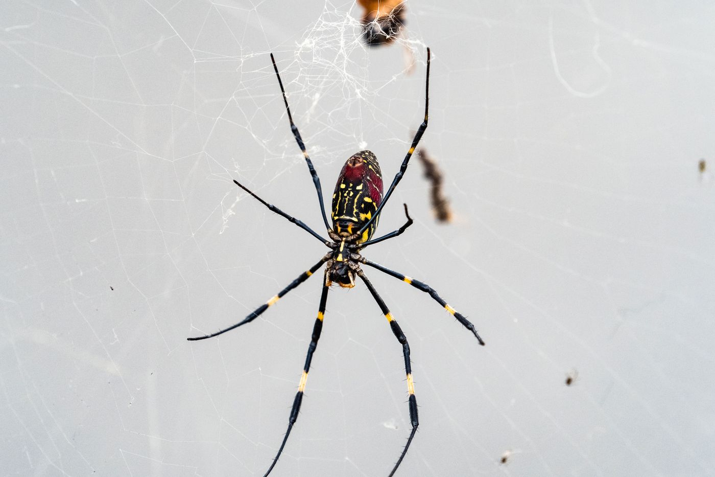 Joro spider is rapidly spreading in the U.S. They're not after you.